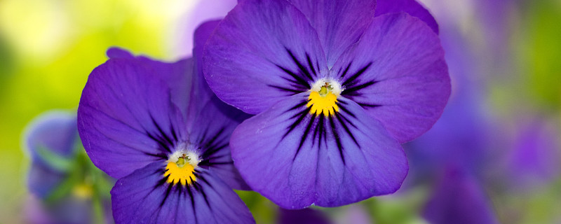 紫罗兰花有几种（紫罗兰花有几种,都是啥样?）