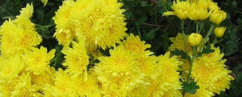 菊花怎样晒干还是烘干 菊花蒸熟晒干的好还是烘干的好