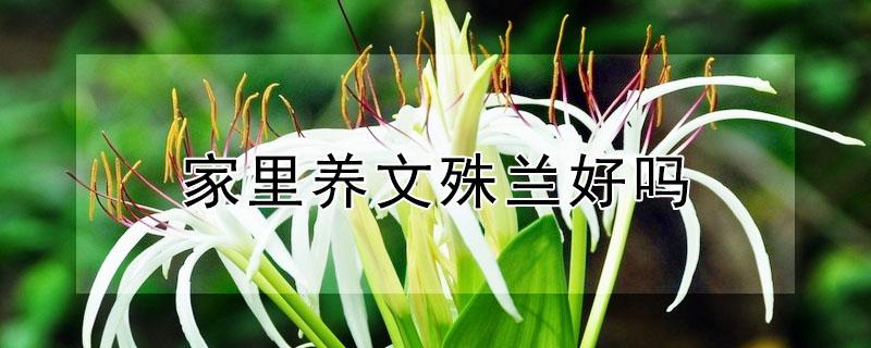 家里养文殊兰好吗（家里养文殊兰花好处）
