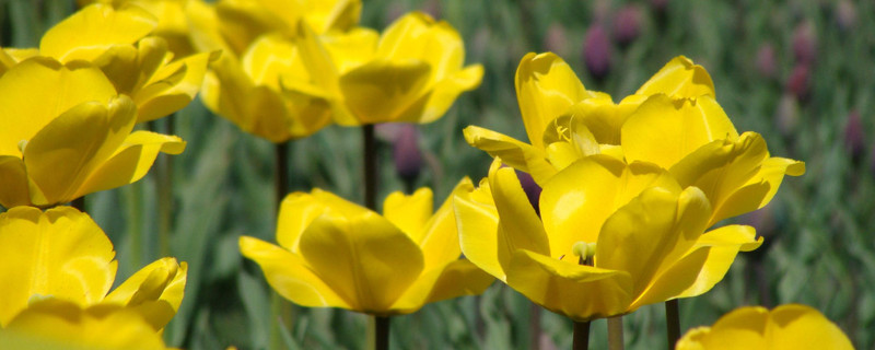 室内郁金香的种植方法和时间（郁金香的种植方法和时间室外）