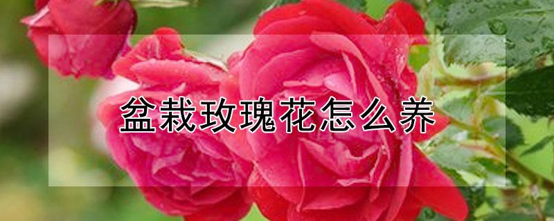 盆栽玫瑰花怎么养 盆栽玫瑰花怎么养可以放室内?