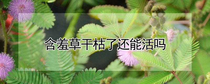 含羞草干枯了还能活吗 含羞草枯萎了后还能再次养活吗