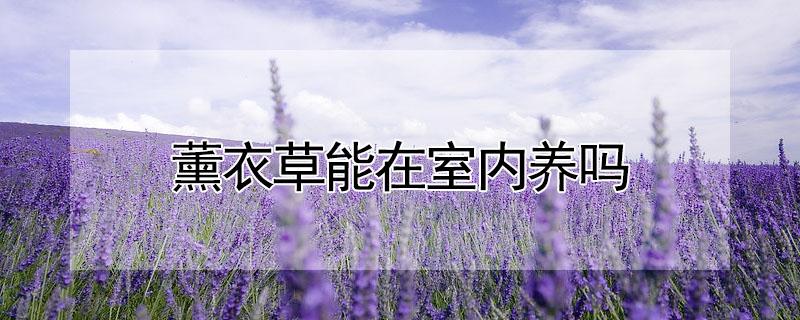 薰衣草能在室内养吗 薰衣草可以放在室内养吗