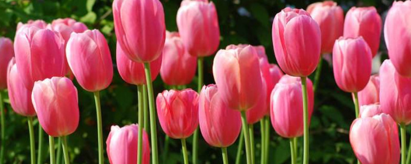 郁金香鲜切花能养多久 郁金香鲜花可以养多久