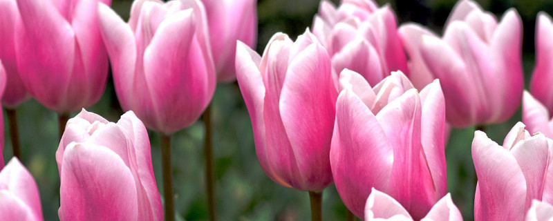 郁金香根部腐烂了怎么办(郁金香的根腐烂了怎么办)