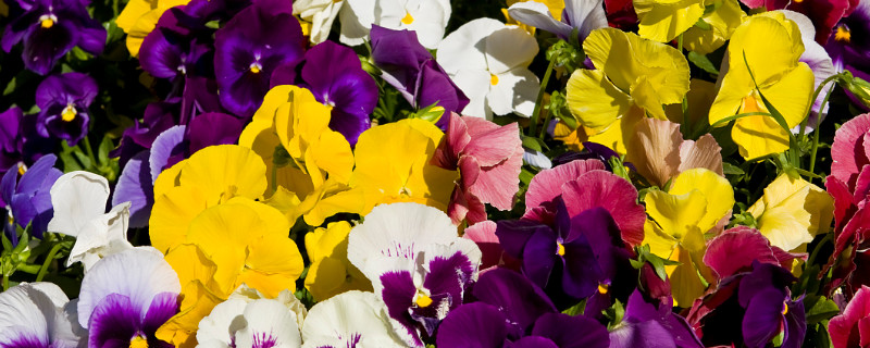 紫罗兰能晒太阳吗 紫罗兰花怕晒吗