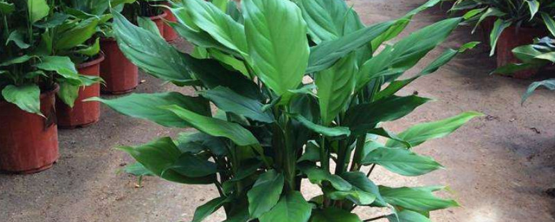 万年青从根部剪了怎么不发芽 万年青剪枝后能发新芽吗