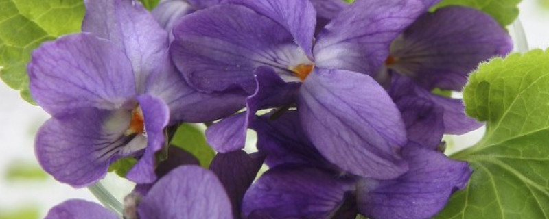 紫罗兰夏天可以种吗（紫罗兰冬天可以移栽吗）