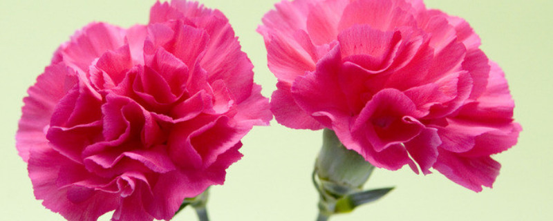 康乃馨春天可以种植吗 康乃馨在什么季节种植