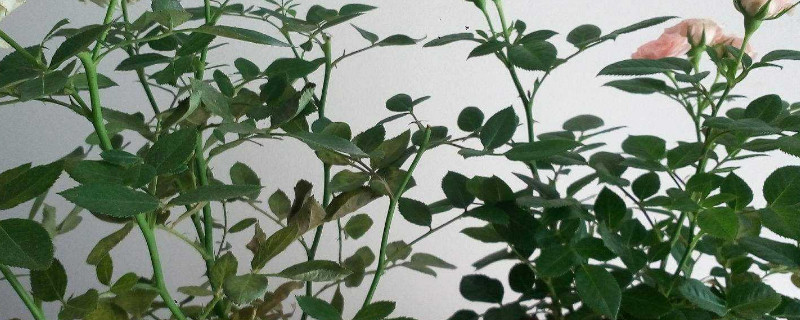 夏天月季叶子掉光了怎么救 月季冬天叶子掉光了正常吗