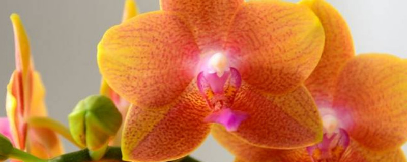 蝴蝶兰花剑断了多长时间再长出来（蝴蝶兰多久长出花剑）