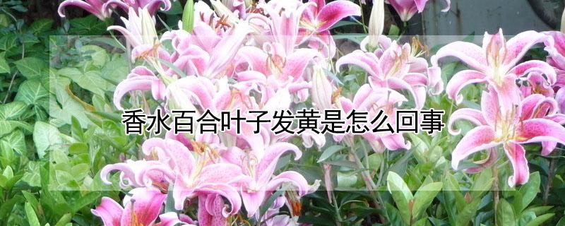 香水百合叶子发黄是怎么回事 香水百合的叶子都黄了怎么办
