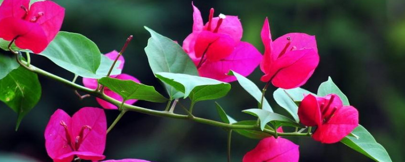 三角梅春天怎么养护（三角梅春天怎么养护才能开花）