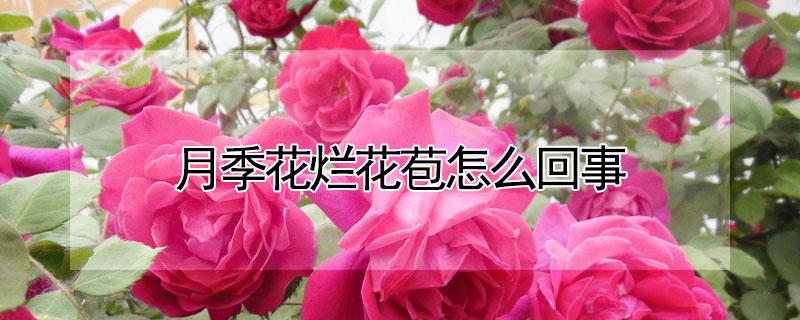 月季花烂花苞怎么回事(月季花苞断了怎么办)