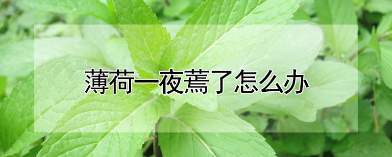 薄荷一夜蔫了怎么办(薄荷怎么放一天就蔫了)