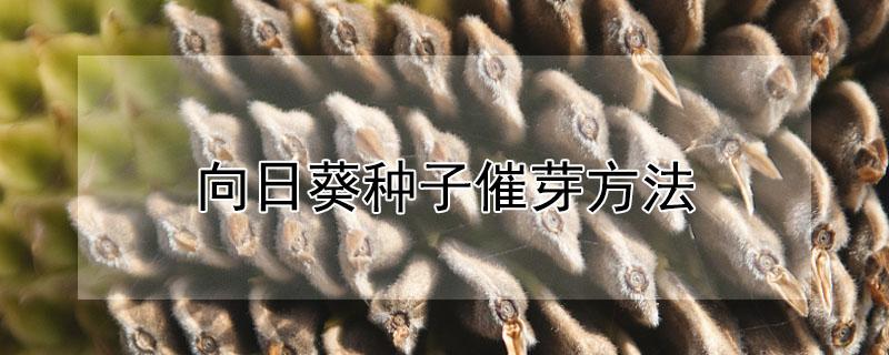 向日葵种子催芽方法（向日葵种子用水泡催芽）