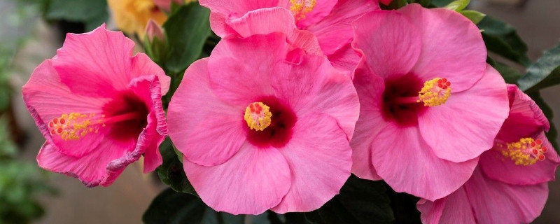 芙蓉花夏天几天一浇水（芙蓉花几天一浇水合适）