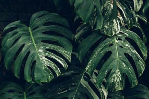 龟背竹有几个品种