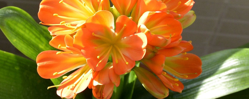 君子兰花苞期怎么浇水 君子兰花期如何浇水