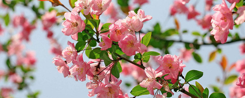 家里为什么不要养海棠 海棠养在家里不吉利吗