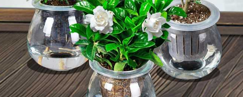 水培桅子花注意事项 水培桅子花怎么开花