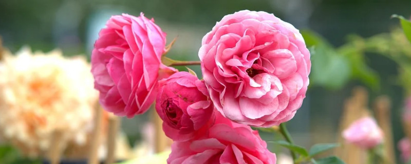 月季花盆栽的养殖方法和注意事项（月季花的养殖方法和注意事项）