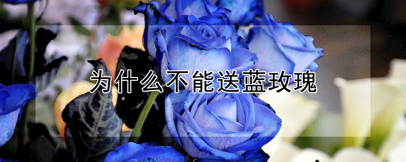 为什么不能送蓝玫瑰 蓝色玫瑰可以送朋友吗