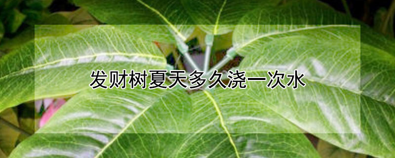 发财树夏天多久浇一次水 发财树夏天多久浇一次水比较好