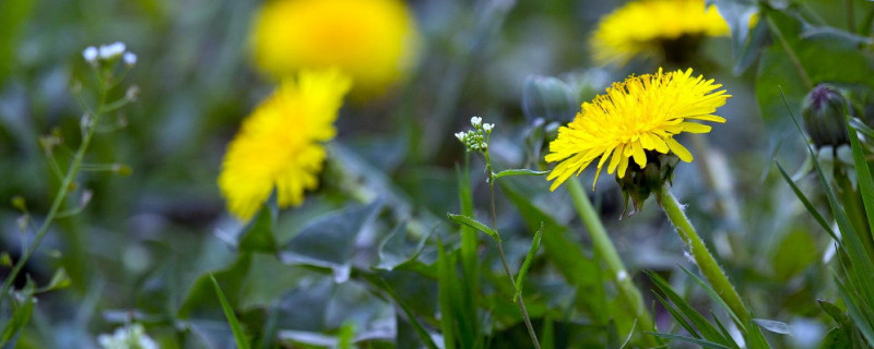 蒲公英怎样种 蒲公英怎样种植视频