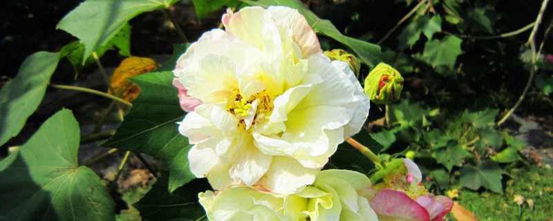 芙蓉花叶子干吧怎么回事（芙蓉花叶子软了能活吗）