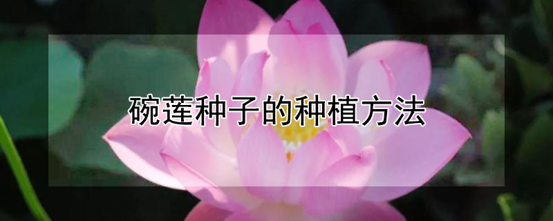 碗莲种子的种植方法 碗莲种子的种植方法水培视频