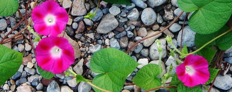牵牛花种子怎么种 爬藤牵牛花种子怎么种
