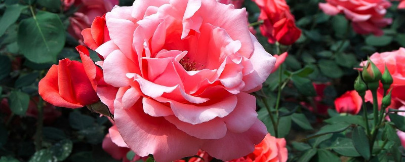 月季僵苗不长怎么办 地栽月季僵苗不长怎么办