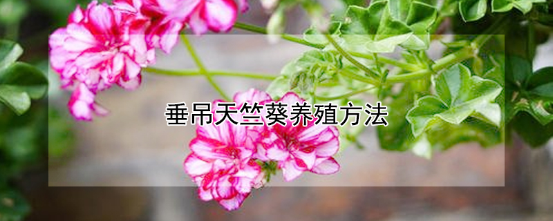 垂吊天竺葵养殖方法（垂吊天竺葵品种介绍及图片）