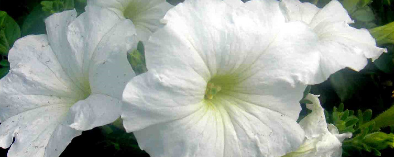 牵牛花调谢后怎么处理（矮牵牛花谢了怎么处理）