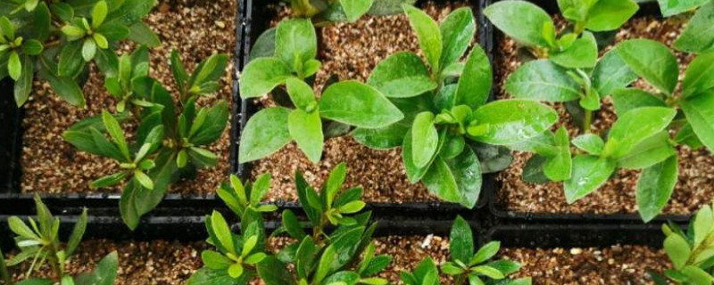 杜鹃花的扦插方法和注意事项 杜鹃花的扦插方法