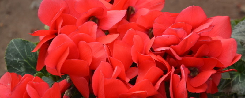 仙客来怎样催花(仙客来怎么浇花)