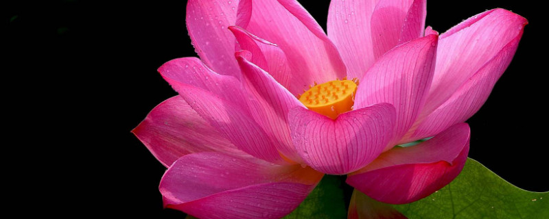 荷花水养怎么养开花 荷花怎么养 水养 盆栽