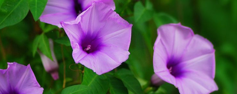 牵牛花叶子发黑干枯 牵牛花叶子长黑斑