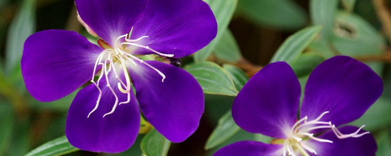 巴西野牡丹的养殖方法和注意事项 巴西野牡丹可以在家养吗