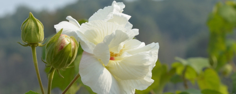 芙蓉花秋季能移栽吗 芙蓉花的养殖方法