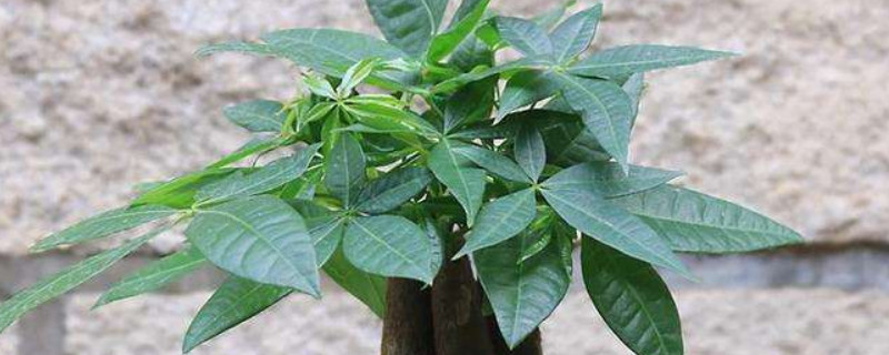 发财树叶子蔫了怎么办 发财树叶子蔫巴了为什么