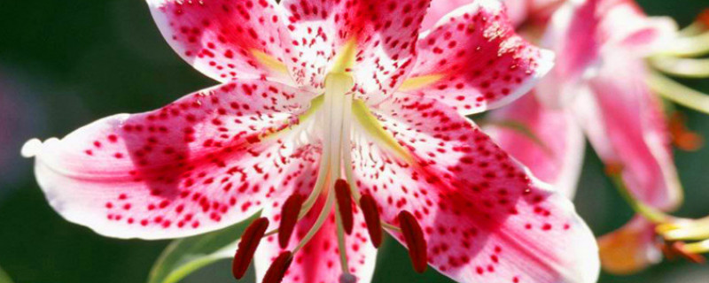 百合花有哪些品种 百合花有哪些品种和花色