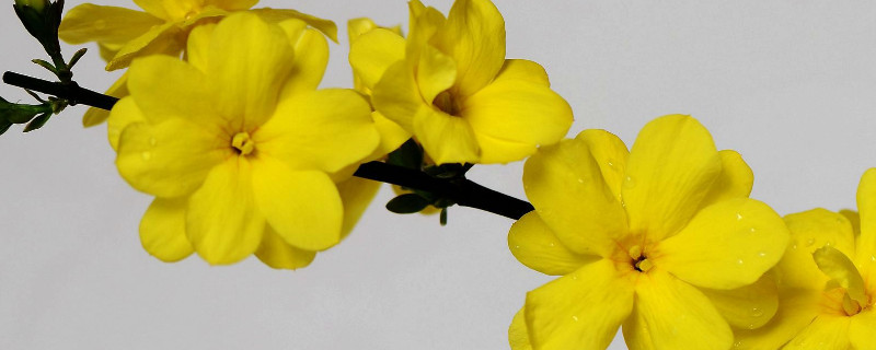 迎春花在室外怎样过冬 迎春花能在室外过冬吗