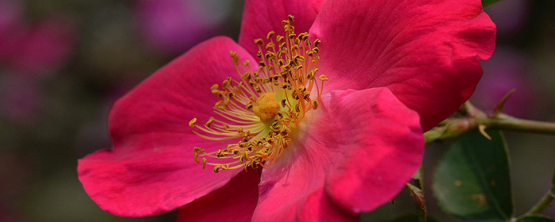 蔷薇花为什么叫蔷薇花（蔷薇是不是花?）