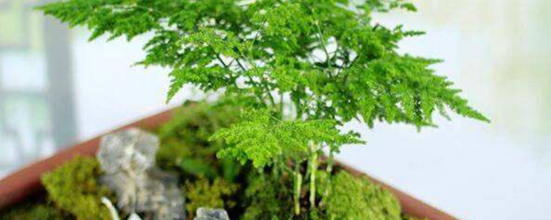 文竹变黄了还能恢复吗（文竹变黄了还能恢复吗视频）