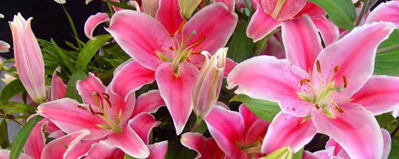 百合花苞变黑怎么处理（百合花花苞变黑怎么办）