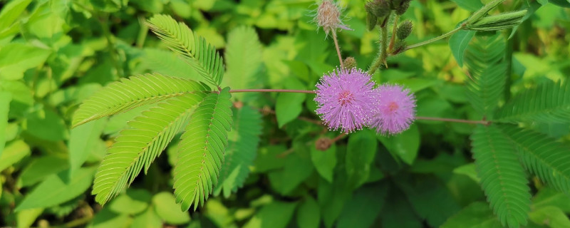 含羞草适合小朋友养吗(含羞草好养不好养)