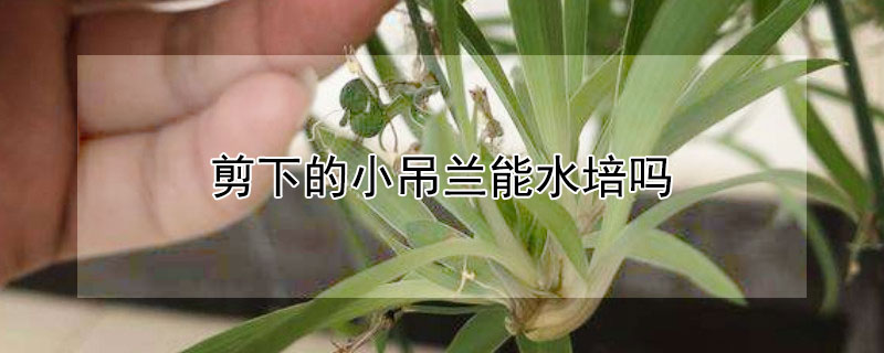 剪下的小吊兰能水培吗（水培吊兰可以剪掉根吗）