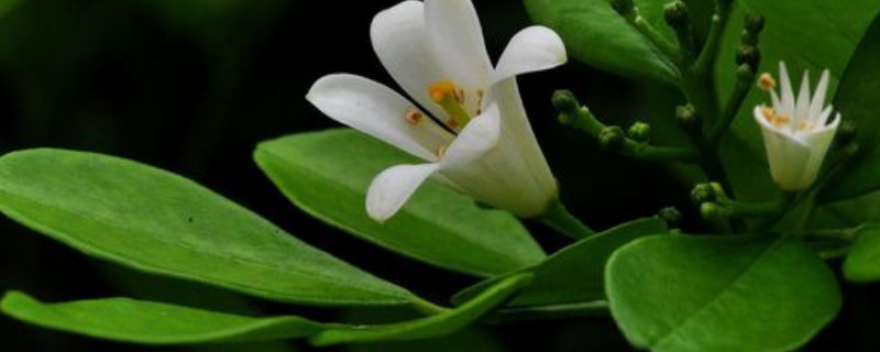 九里香春天不发芽是什么原因 九里香不发新芽什么原因